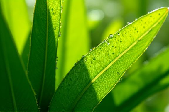 Primer plano de hojas verdes frescas con gotas de rocío.